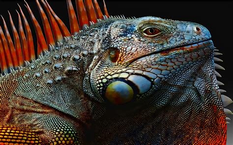 iguana poza discord|Iguana Iguana .